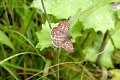 HESPERIIDAE, Pyrgus oileus